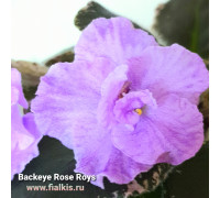 Buckeye Rose Roys