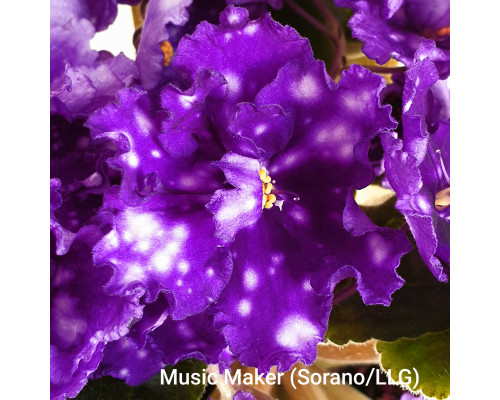Music Maker (P.Sorano/LLG)